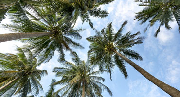 Abattage de palmier 66